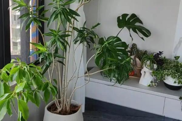 百合竹怎么养殖，放在窗台附近接受散射光