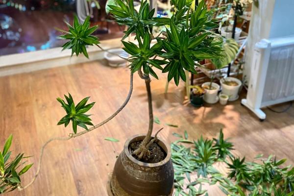 百合竹怎么养殖，放在窗台附近接受散射光