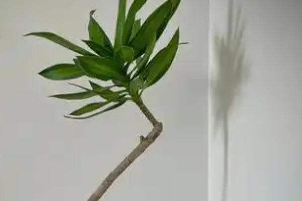 百合竹怎么养殖，放在窗台附近接受散射光