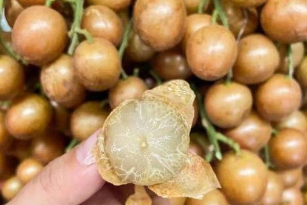 姑娘果是什么，非常多人把它叫做锦灯笼