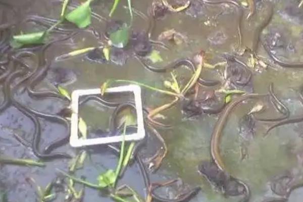 黄鳝苗怎么养殖，投喂量为黄鳝体重的1-2%