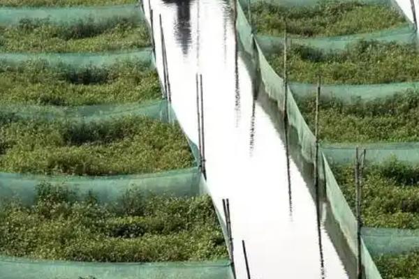 黄鳝苗怎么养殖，投喂量为黄鳝体重的1-2%