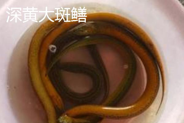 黄鳝苗怎么养殖，投喂量为黄鳝体重的1-2%
