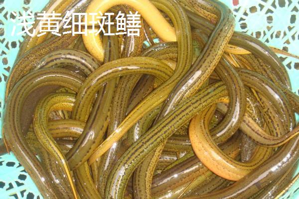 黄鳝苗怎么养殖，投喂量为黄鳝体重的1-2%