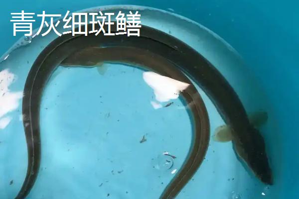黄鳝苗怎么养殖，投喂量为黄鳝体重的1-2%