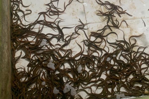 黄鳝苗怎么养殖，投喂量为黄鳝体重的1-2%