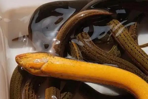 黄鳝苗怎么养殖，投喂量为黄鳝体重的1-2%