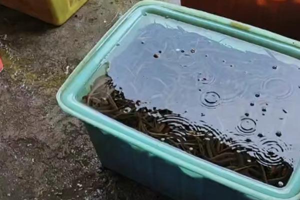 黄鳝苗怎么养殖，投喂量为黄鳝体重的1-2%