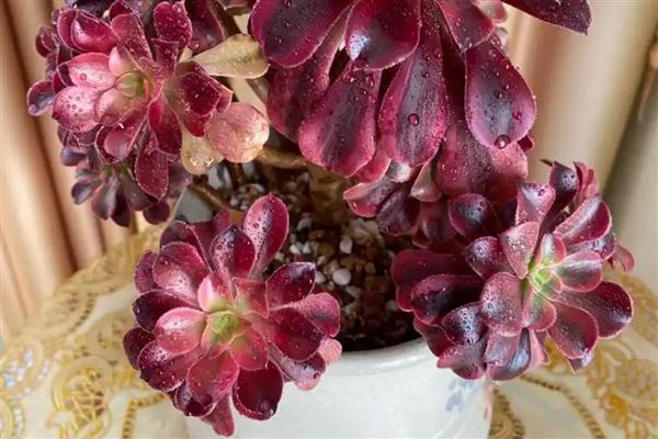 多肉美杜莎怎么养殖，生长期间每隔7-15天浇一次水