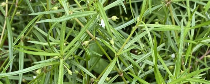 用哪种土壤栽培白花蛇舌草，以深厚肥沃、腐殖质丰富的沙壤土为宜