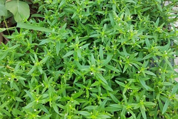 用哪种土壤栽培白花蛇舌草，以深厚肥沃、腐殖质丰富的沙壤土为宜