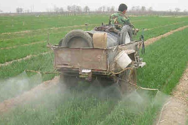 用哪种土壤栽培白花蛇舌草，以深厚肥沃、腐殖质丰富的沙壤土为宜