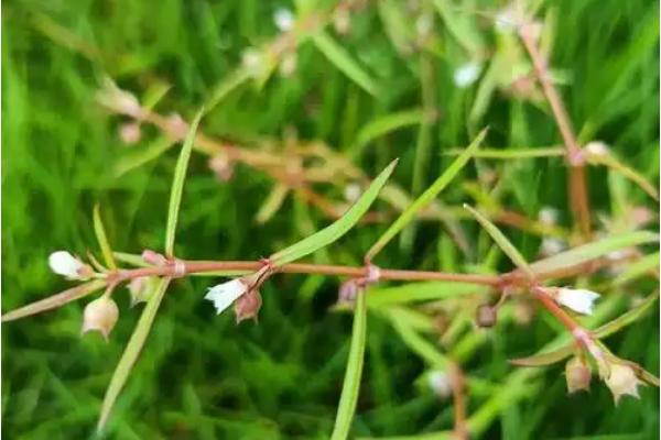 用哪种土壤栽培白花蛇舌草，以深厚肥沃、腐殖质丰富的沙壤土为宜