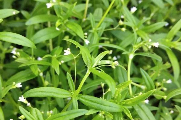 用哪种土壤栽培白花蛇舌草，以深厚肥沃、腐殖质丰富的沙壤土为宜