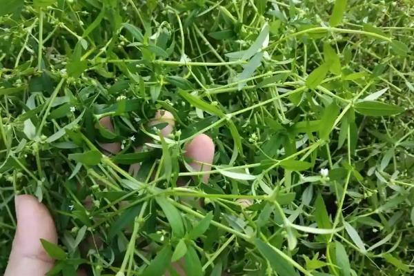 用哪种土壤栽培白花蛇舌草，以深厚肥沃、腐殖质丰富的沙壤土为宜