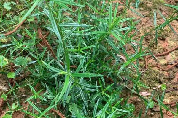 用哪种土壤栽培白花蛇舌草，以深厚肥沃、腐殖质丰富的沙壤土为宜