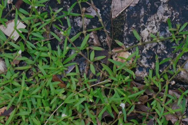 用哪种土壤栽培白花蛇舌草，以深厚肥沃、腐殖质丰富的沙壤土为宜