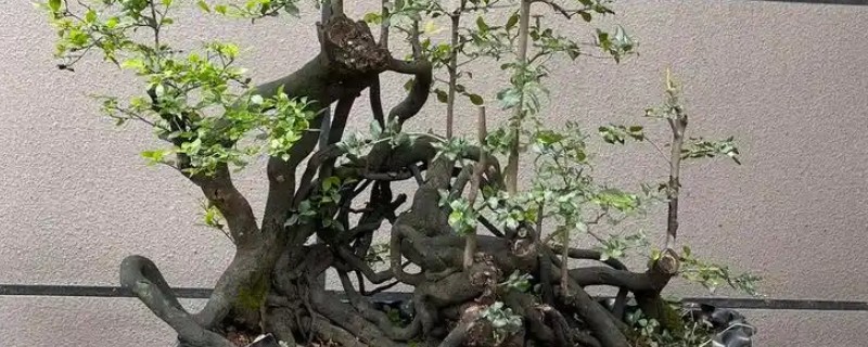 如何养殖金弹子树桩，生长期每隔2-4天浇一次水