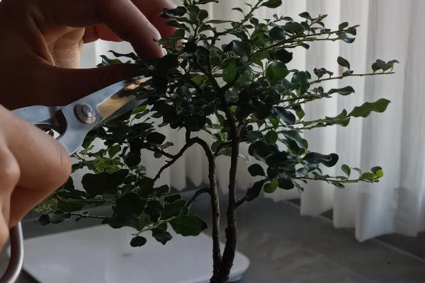 如何养殖金弹子树桩，生长期每隔2-4天浇一次水