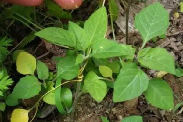 菟丝子种子的价格，大约50-60元左右一斤