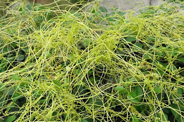 菟丝子种子的价格，大约50-60元左右一斤