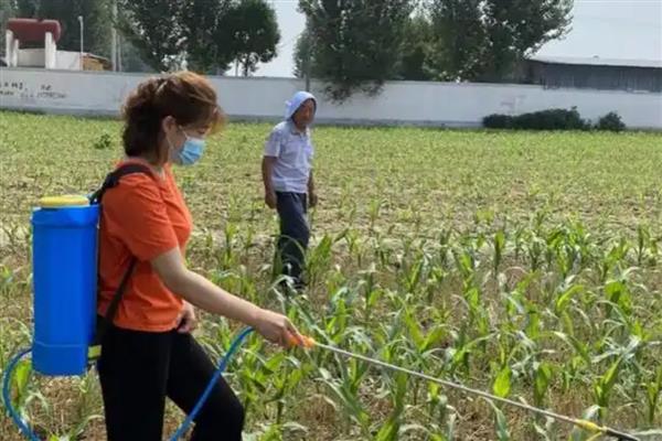 玉米田除草剂常用产品介绍，常见的有阿特拉津、莠去津等