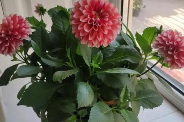 大理花枯枝的原因，主要是缺水缺肥所致