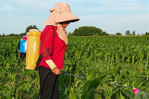玉米田除草剂常用产品介绍，常见的有阿特拉津、莠去津等