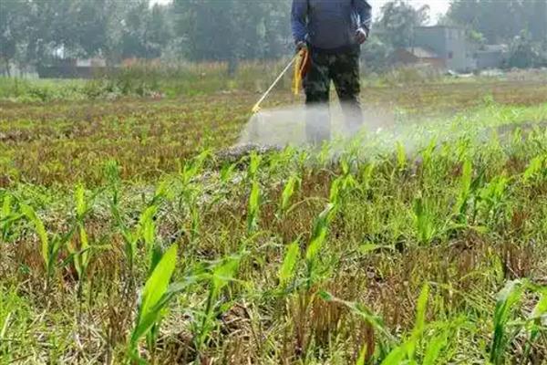 玉米田除草剂常用产品介绍，常见的有阿特拉津、莠去津等
