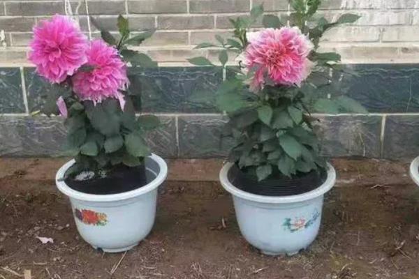 大理花枯枝的原因，主要是缺水缺肥所致