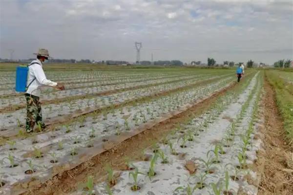 玉米田除草剂常用产品介绍，常见的有阿特拉津、莠去津等