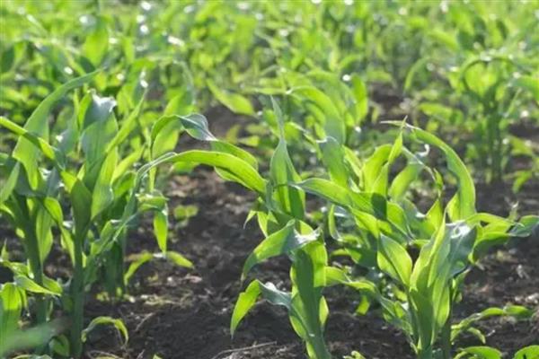 玉米田除草剂常用产品介绍，常见的有阿特拉津、莠去津等
