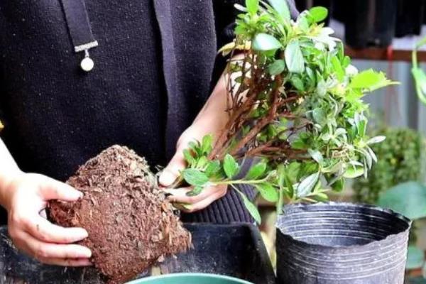 杜鹃花什么时候换盆，栽种2-3年后可在春秋季节更换