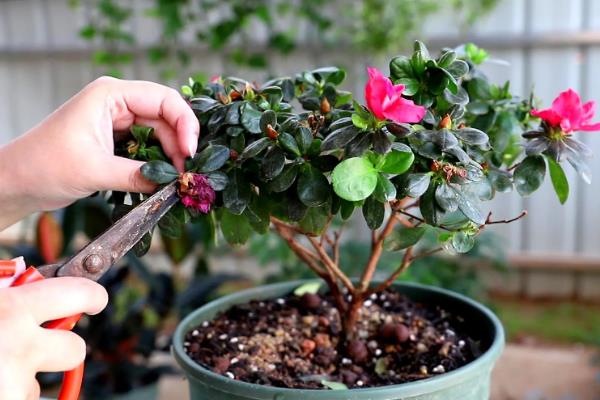 杜鹃花什么时候换盆，栽种2-3年后可在春秋季节更换