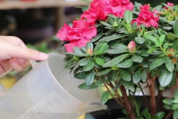 杜鹃花什么时候换盆，栽种2-3年后可在春秋季节更换