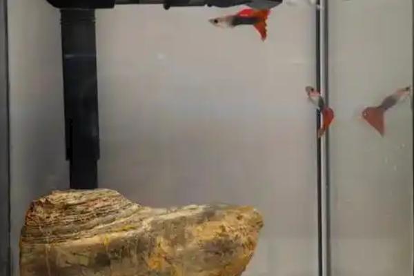 水族箱过滤器的种类，有上滤、底滤等