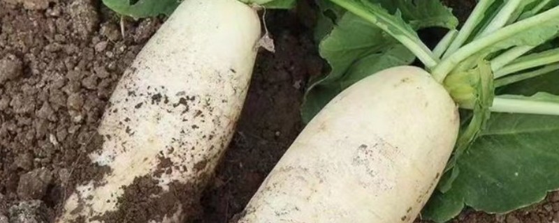造成了萝卜糠心的原因，可能是品种或播期所致