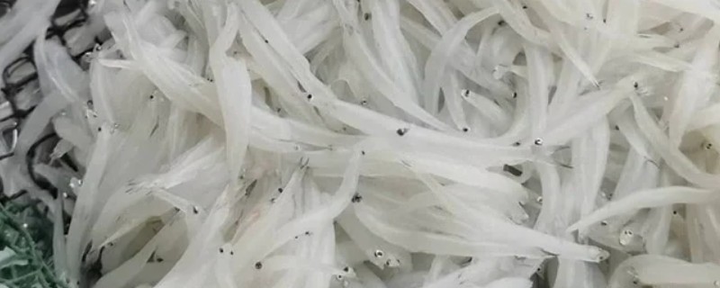 海银鱼与淡水银鱼有什么区别，二者是同一物种只是捕捞地不同