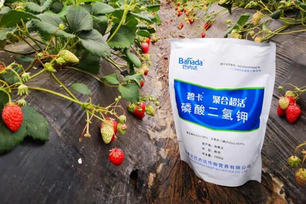 草莓的需肥特点，对钾和氮的吸收特别强