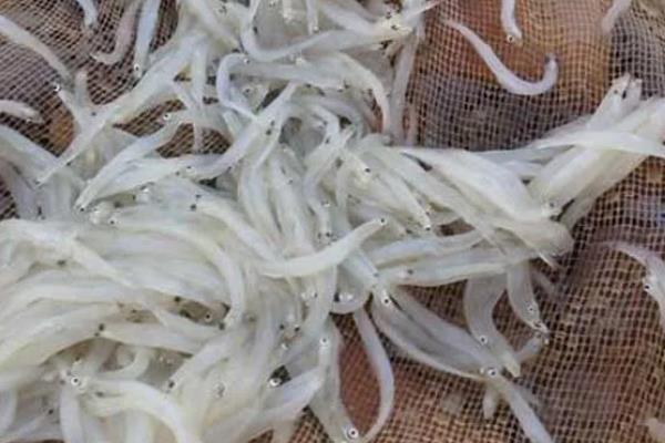 海银鱼与淡水银鱼有什么区别，二者是同一物种只是捕捞地不同