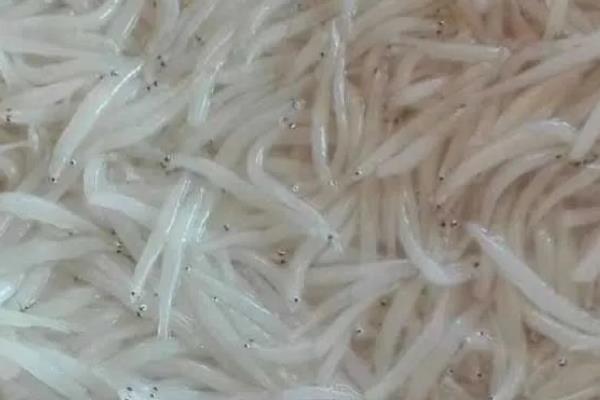 海银鱼与淡水银鱼有什么区别，二者是同一物种只是捕捞地不同