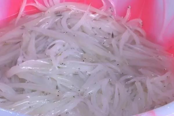 海银鱼与淡水银鱼有什么区别，二者是同一物种只是捕捞地不同