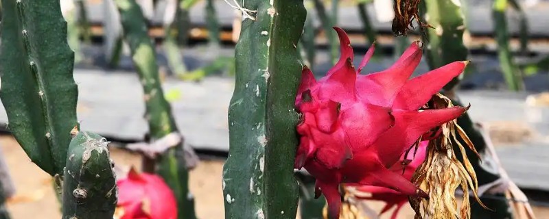 海南的水果有哪些，芒果、龙眼、火龙果等品种很常见