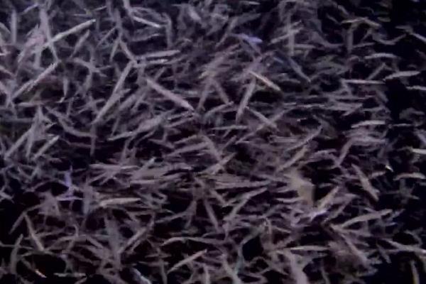 海银鱼与淡水银鱼有什么区别，二者是同一物种只是捕捞地不同