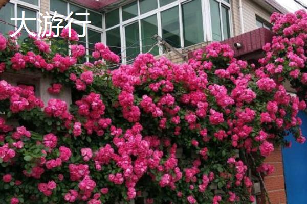 爬藤月季有什么好看且花期长的品种，大游行、安吉拉、威基伍德等品种都能满足要求