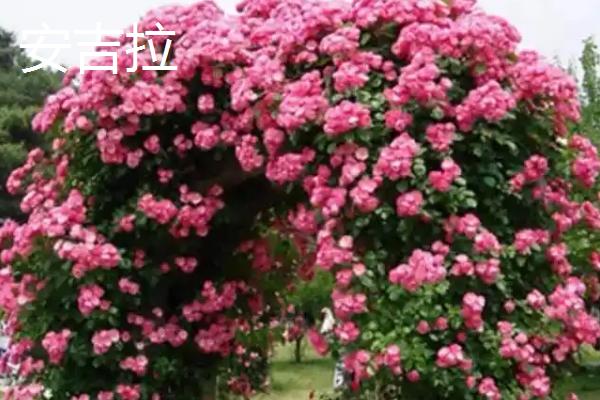爬藤月季有什么好看且花期长的品种，大游行、安吉拉、威基伍德等品种都能满足要求