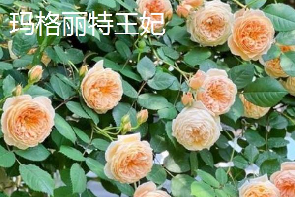 爬藤月季有什么好看且花期长的品种，大游行、安吉拉、威基伍德等品种都能满足要求