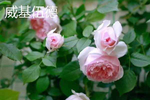 爬藤月季有什么好看且花期长的品种，大游行、安吉拉、威基伍德等品种都能满足要求