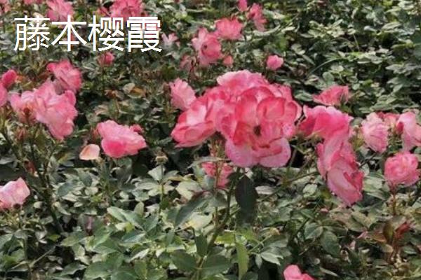 爬藤月季有什么好看且花期长的品种，大游行、安吉拉、威基伍德等品种都能满足要求