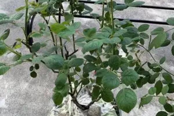 爬藤月季有什么好看且花期长的品种，大游行、安吉拉、威基伍德等品种都能满足要求